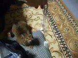 必殺！猫じゃらし part6 （ねこ、ネコ、ペット、動画、動物）