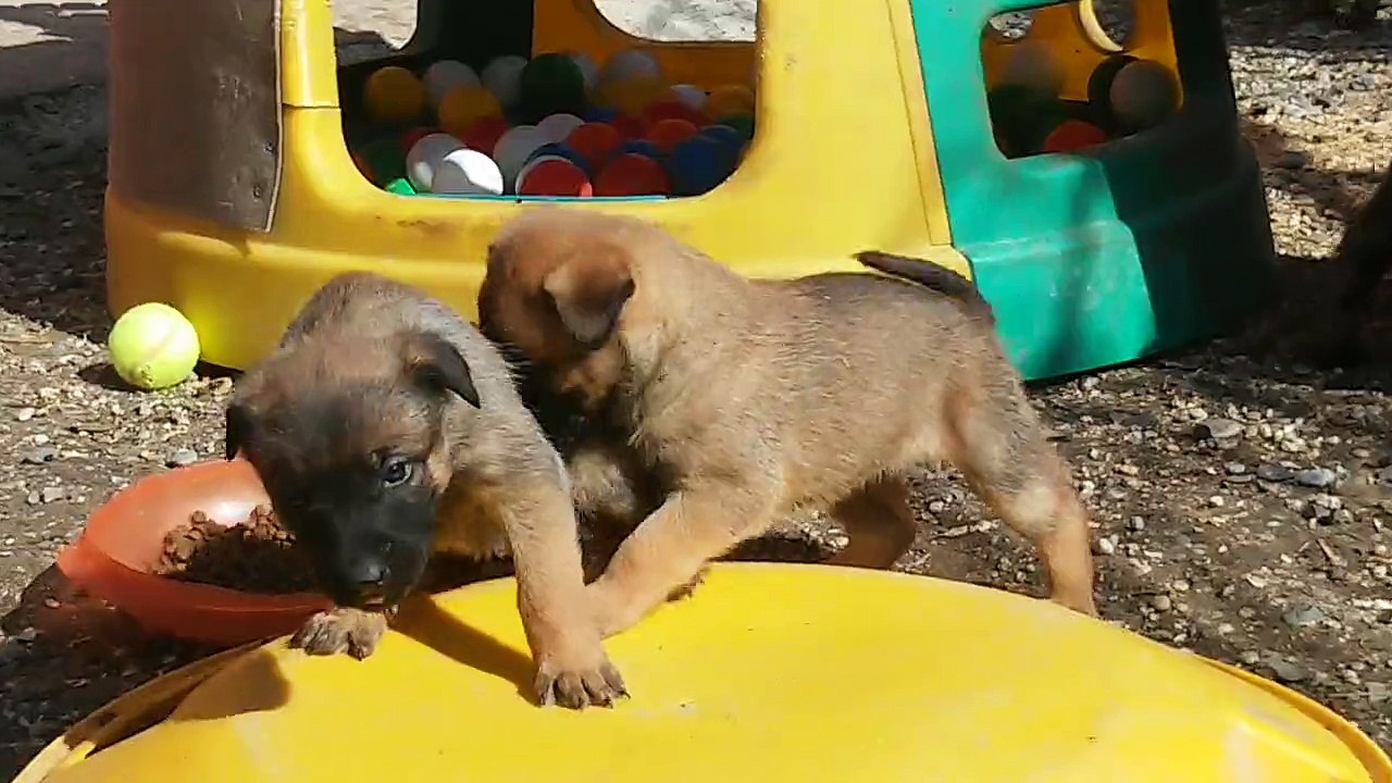 Be Aware H's @ Little Fights!