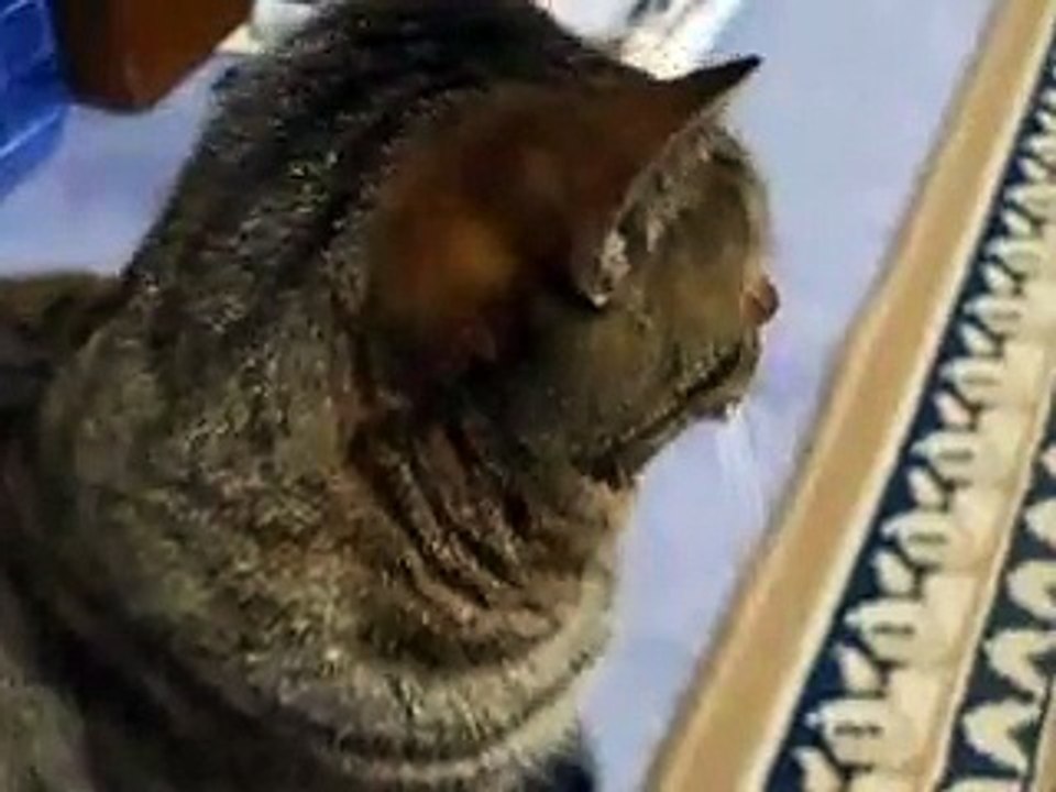 かみつき猫 逃げるのがかわいい！（ねこ、ネコ、ペット、動画、動物 cat pet）