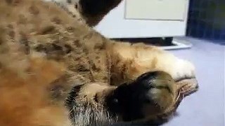 ごろごろしている猫　（ねこ、ネコ、ペット、動画、動物）