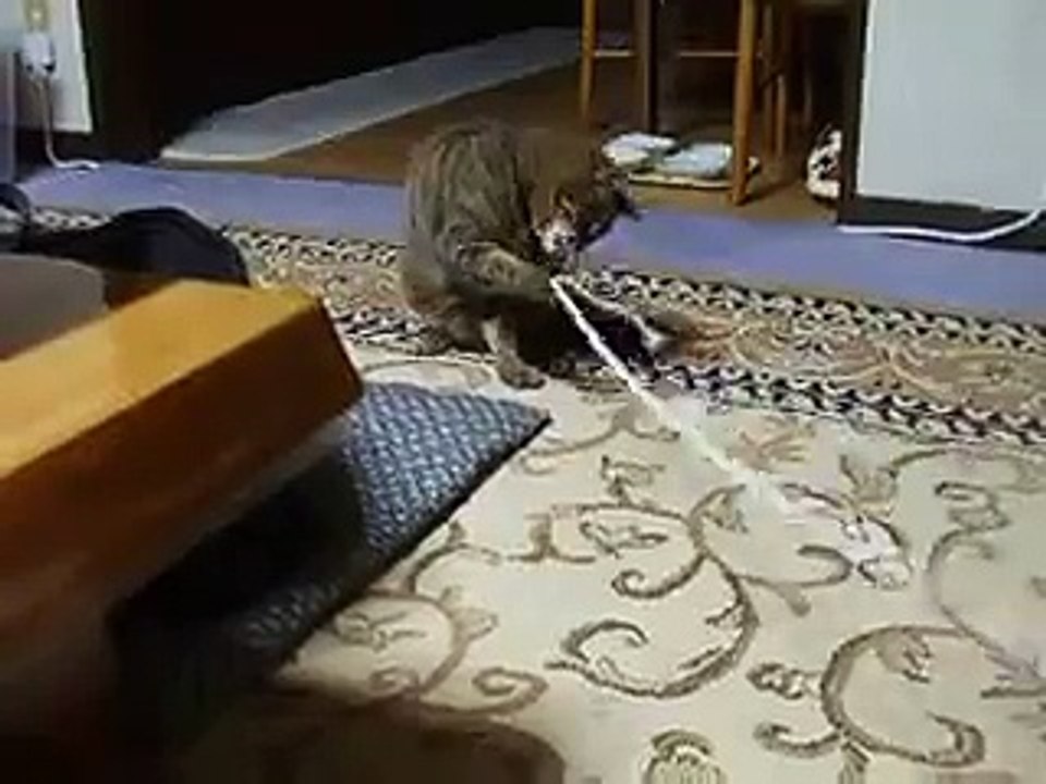 ひっぱり猫　ＰＡＲＴ２　（ねこ、ネコ、ペット、動画、動物）
