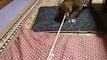 ひっぱり猫（ねこ、ネコ、ペット、動画、動物）