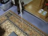 ロープにまとわりつく暴れ猫 part3 （ねこ、ネコ、ペット、動画、動物）