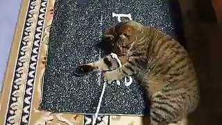 ロープにまとわりつく暴れ猫 part3 （ねこ、ネコ、ペット、動画、動物）