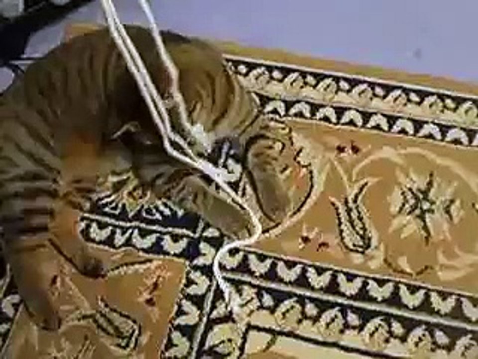 ロープにまとわりつく暴れ猫 part4 （ねこ、ネコ、ペット、動画、動物）