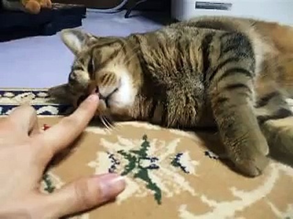 寝ている猫にちょっかい 寝ぼけている顔がかわいい！ play a prank on sleeping cat（ ねこ、ネコ、ペット、動画、動物）