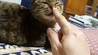 猫の鼻を触ってみた　（cute cat ねこ、ネコ、ペット、動画、動物、いたずら、ちょっかい video kitty）