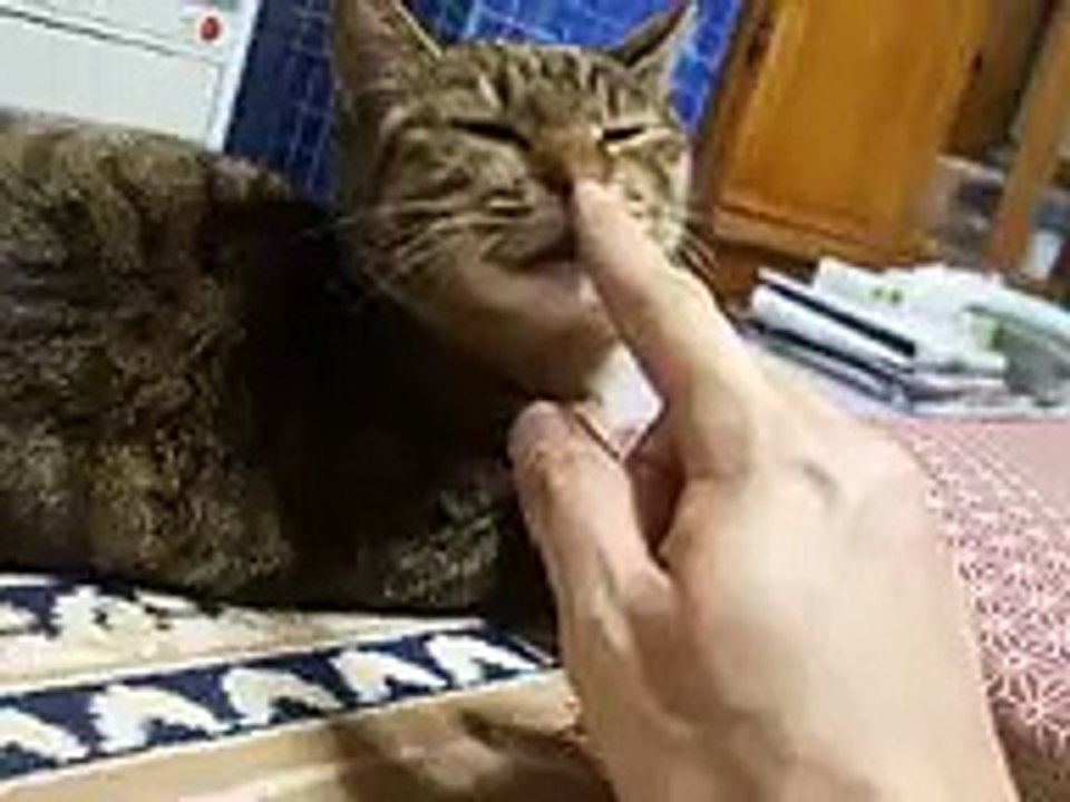 猫の鼻を触ってみた　（cute cat ねこ、ネコ、ペット、動画、動物、いたずら、ちょっかい video kitty）