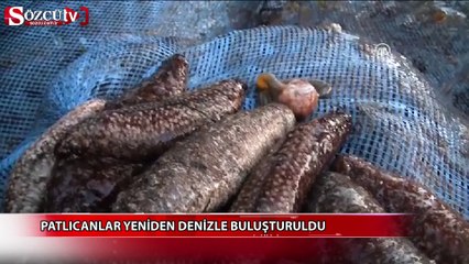 Patlıcanlar yeniden denizle buluşturuldu