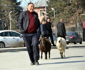 Kırmızı Işıkta Duran Kuzular!