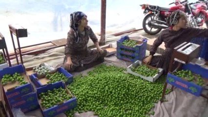 Sezonun İlk Erik Hasadı