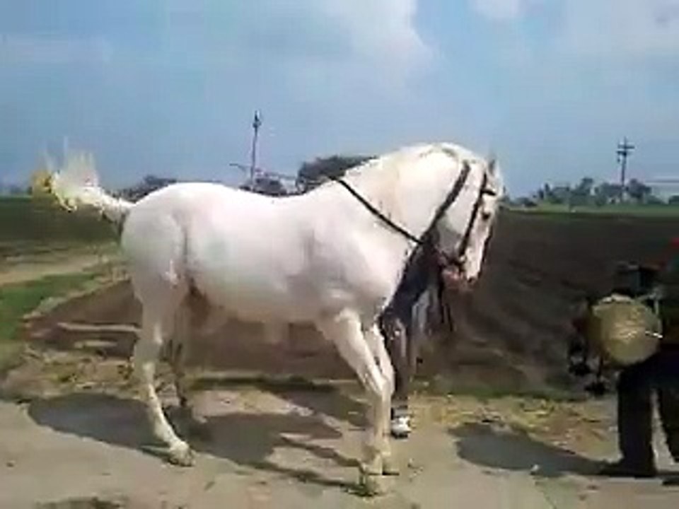 Horse Dance