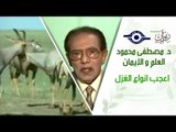 د. مصطفى محمود - العلم والإيمان - اعجب انواع الغزل