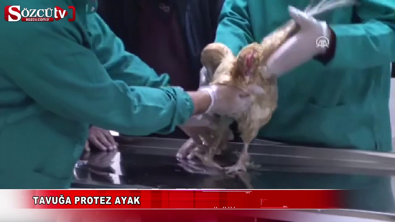 Tavuğa protez ayak