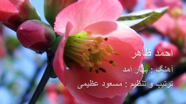 Ahmad Zahir - Bahar aamad - Majlisi احمد ظاهر - بهار آمد - محفلی