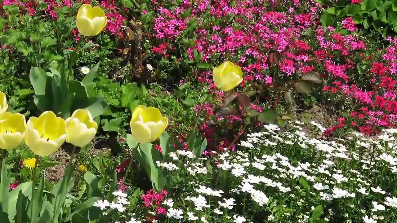 Ahmad Zahir - Bahar ast - Majlisi احمد ظاهر - بهار است - محفلی