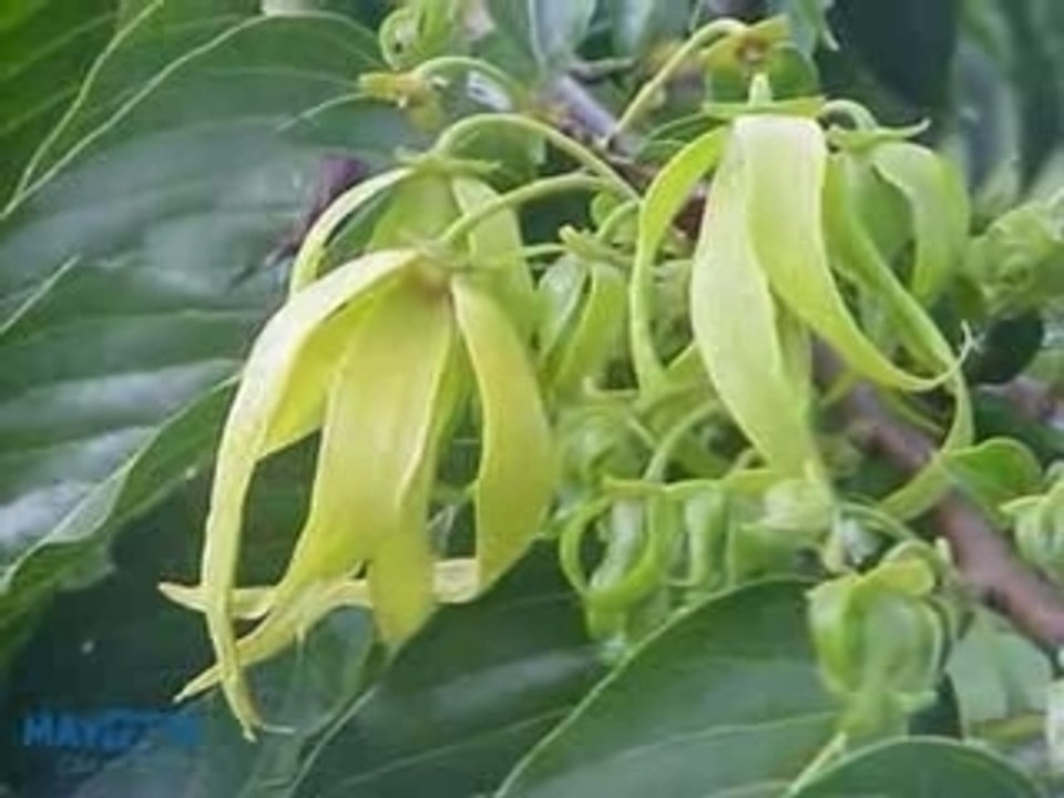 ragnoa djôby