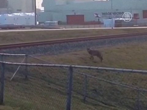 Первый дикий волк за последние 120 лет появился в Голландии