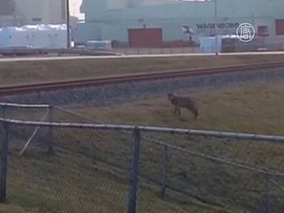 Первый дикий волк за последние 120 лет появился в Голландии