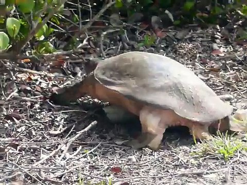Florida Soft Shell Turtle