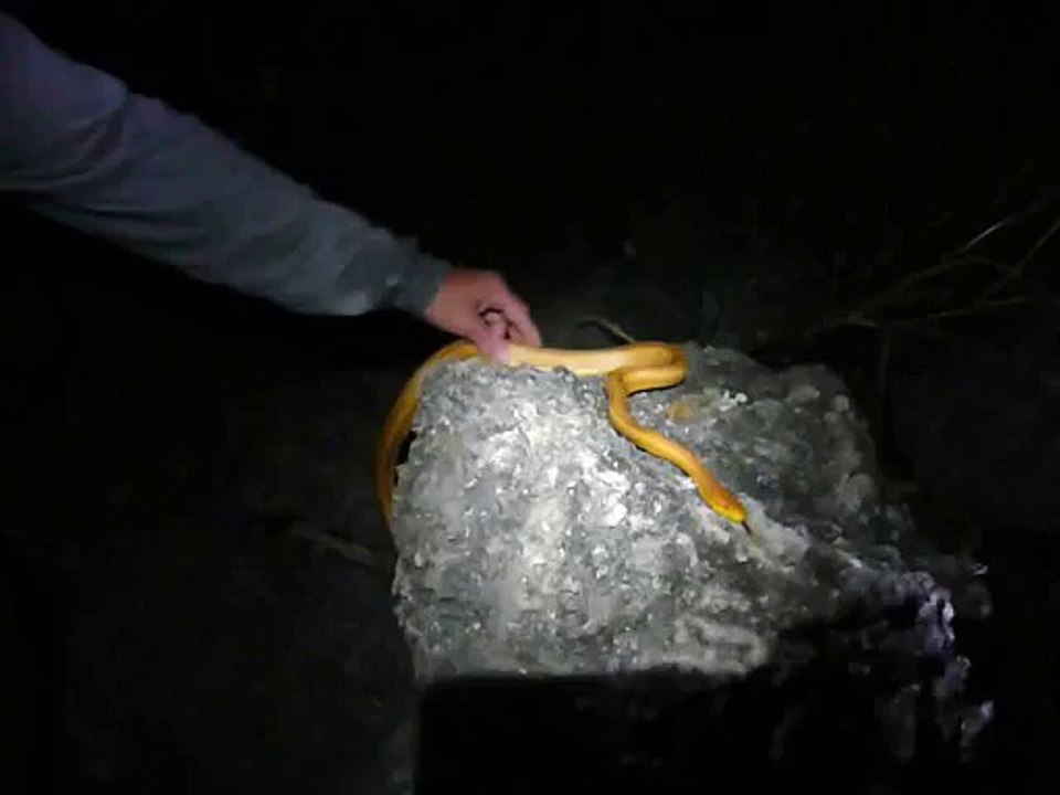 Florida Yellow Rat Snake