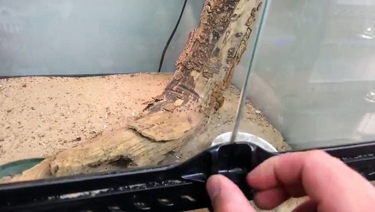 iPhone   Giant Lizard Attack!!