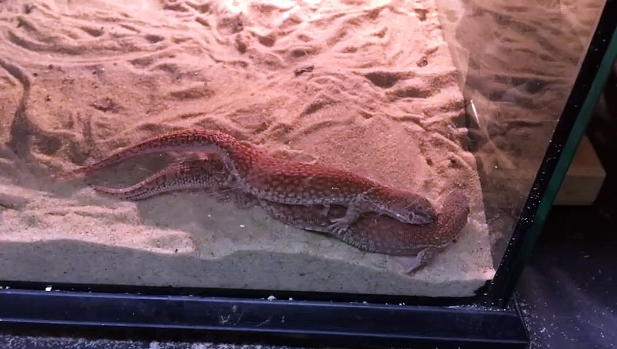 Lizard Love!! - CrittaCam