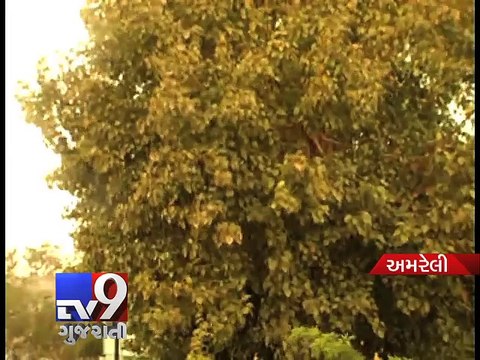 Unseasonal showers in parts of Gujarat - Tv9 Gujarati