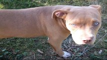 Crate Training Your Pit Bull Terrier Puppy