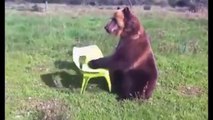 very talented russian bear當一隻熊朝你衝過來