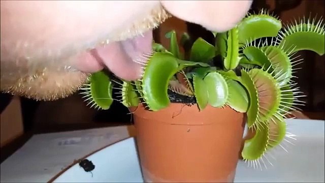 Sticking Your Tongue Into A Venus Flytrap Is A Terrible Idea