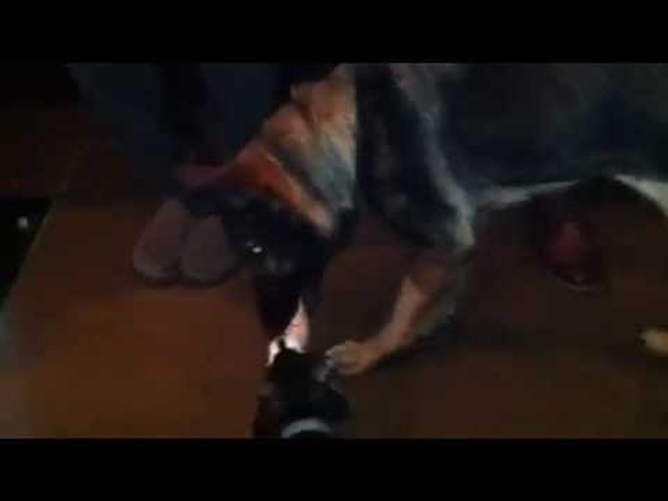 Fox vs. Sydney