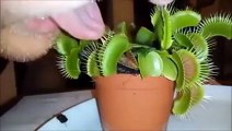 Sticking your tongue into a venus fly trap is a bad idea... Who'd have thought