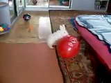 Scared Rabbit with Red Blowed Balloon