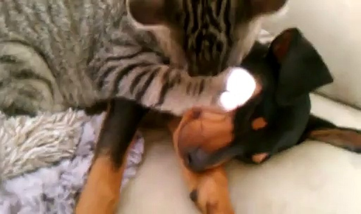 Un chat s'occupe d'un chien malade.