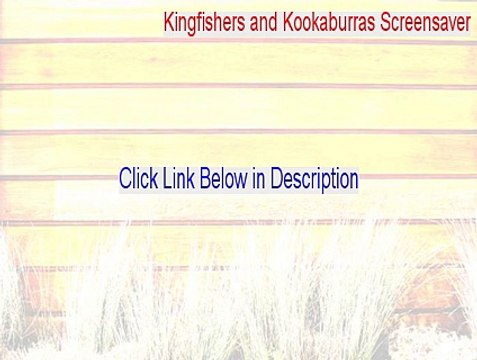 Kingfishers and Kookaburras Screensaver Keygen (Legit Download)