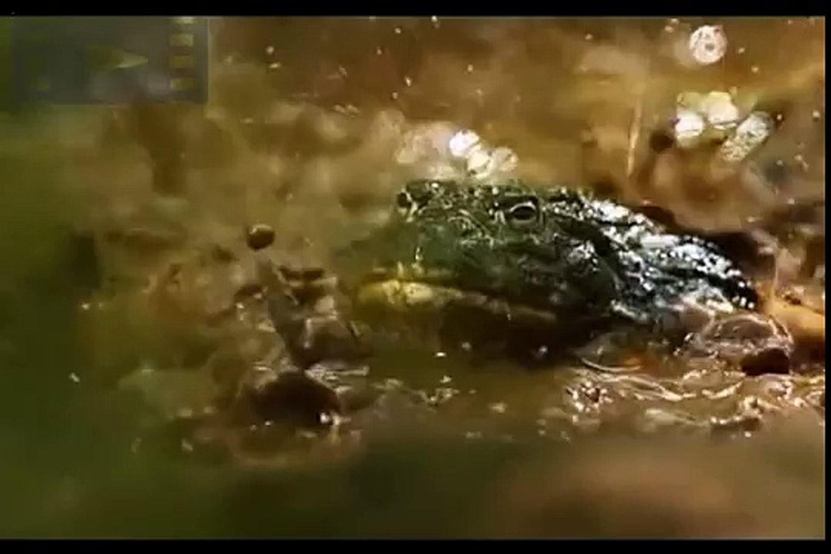 ⁣Змея съедает лягушку и чуть сама не становиться жертвой