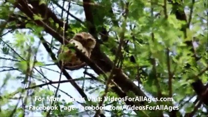 A Day with an Asian Wildlife Photographer