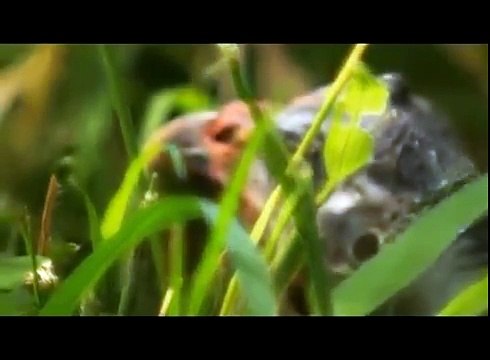 Каракал или степная рысь охотится на цесарку