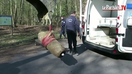 Désamorçage d'une bombe de 250 kg dans le bois de Cassan (95)