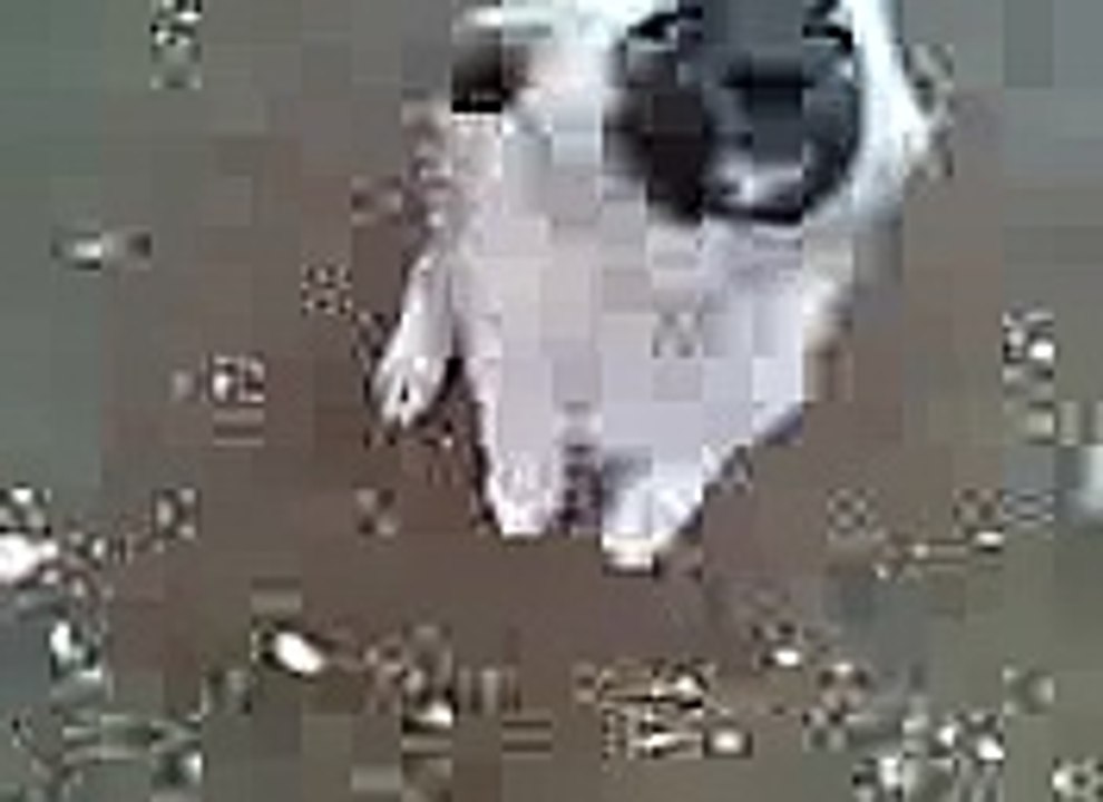 dog want to eat