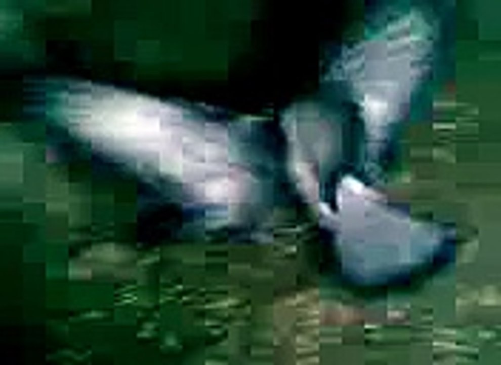 pigeon fight