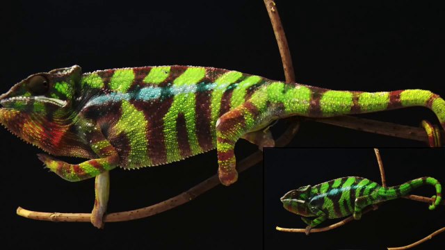 Le changement de couleurs du caméléon