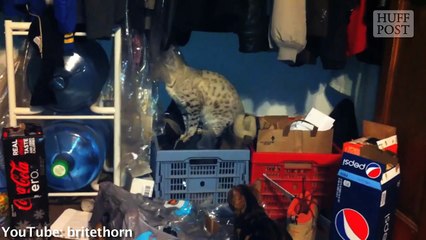 Le son d'un chat qui éternue ? Très bizarre