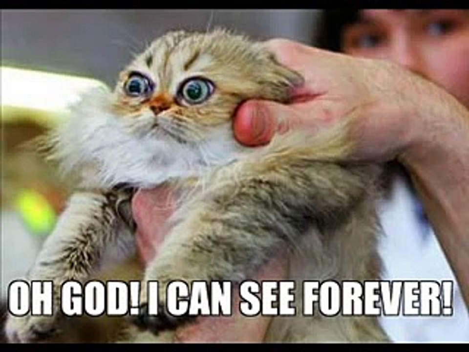 very funny cats for more click on link in blue on right