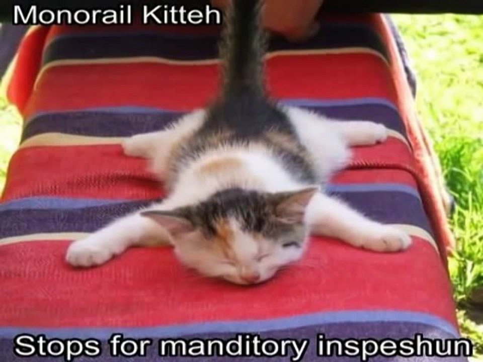 Very Funny Cats 54