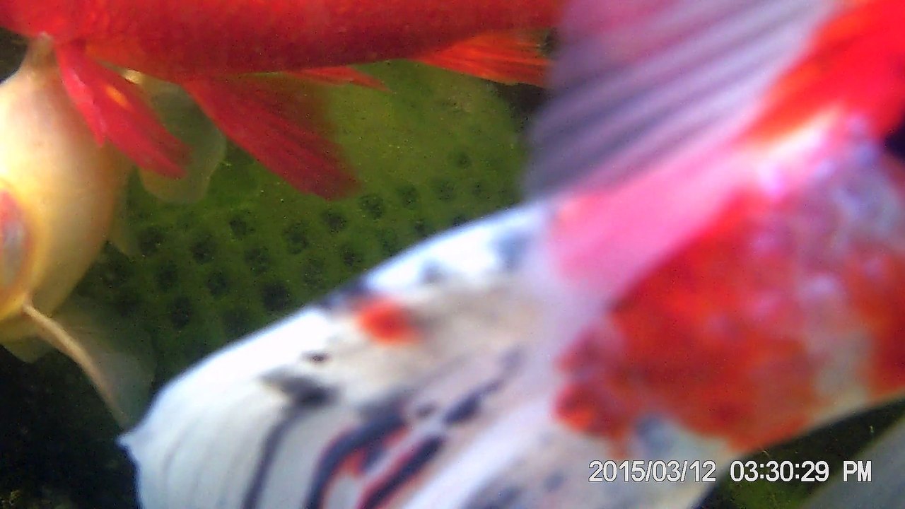 mes poissons
