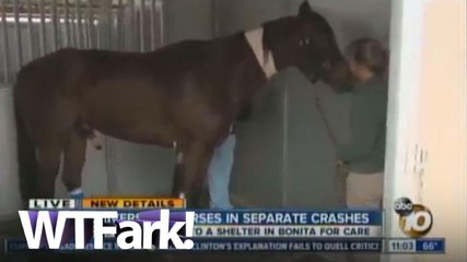 That Awkward Moment When You Cut To Your Reporter And Horse Penis Happens
