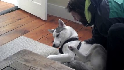 Blaze Loves His Kennel (ORIGINAL) Husky Says No to Kennel - Funny