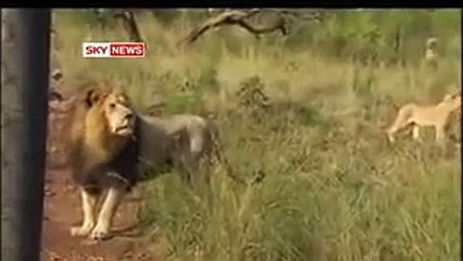 This is shocking! The most amazing thing you'll ever watch!